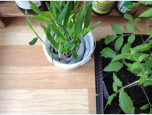 ������� �������� ��������.