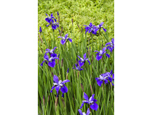 ���� ��������� �����