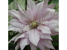 �������� ��������������� ������ �������� (V2�.) (������-�������, ������������).jpg