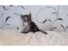 IMG 20170408 161726.jpg