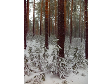 IMG 20170420 121725.jpg