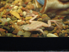 ���������� ������� �����������, ����� ��������� ����� ���������