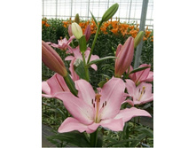 ����� ���������� 16/18 /1 �� ��-������-29,15.jpg