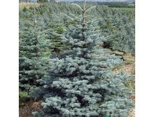 ��� ������� ������ (�9).jpg