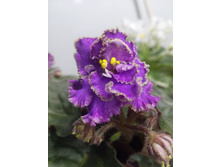 IMG 20170404 212950.jpg