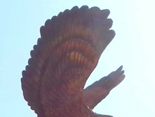 IMG 20170430 112052-1-1.jpg