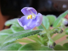 ����� 005.jpg