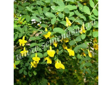 ������ ������ (�������� �����������) (V2-3�) (������ ����-������).jpg