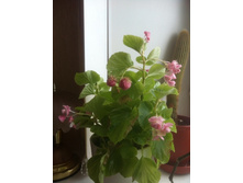 ������� ������������� �������