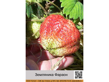 ��������� ������, 50���..jpg