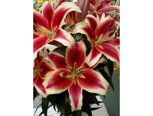 ����� ��������� 16/18 (1 ��) ��-������-26,00.JPG