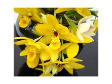 ������� �������� ������� (Orkhydey Promenea SUNLIGHT )