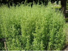 �������� (������)