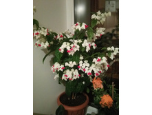 ������������ ��������