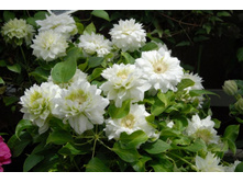 �������� ��������� ������������ (Duchess of Edinburgh) 280�