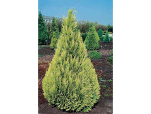 ����������� ������� ������ (�9).jpg