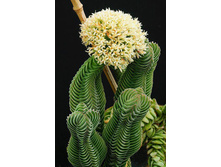 �������� ���� ����� ( Crassula 'Buddha's Temple) - �������� ..