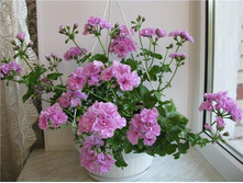 ���������� ������������ pac Lilac