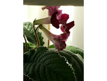 IMG 20170401 100801.jpg