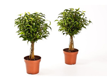 ����� ���������� ���������(  Ficus Be Babilatos) - 450 ���.