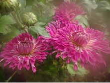 ��������� ����������  "������ "