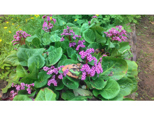 ��� �������� ������