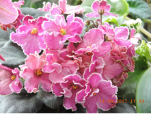 Dolores chantilly lace