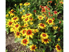 �������� �����������