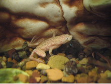 ���������� ������� �����������, ����� ��������� ����� ���������