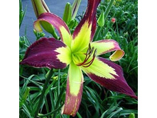 ������� (250��) �����. �����.+))