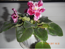 ������ �����