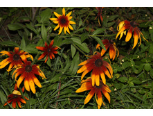 �������� (�ϣ ����)