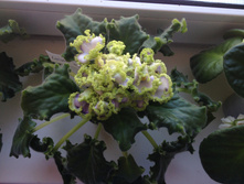 ������:Emerald Lace