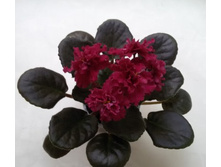 ��-������� ������(����).jpg