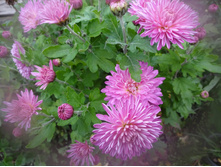 ��������� ���������� "�������� ��� "