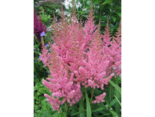 �������� ������ �� ����(Vision in Pink) 150�