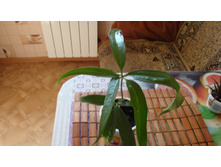 �������� ��������