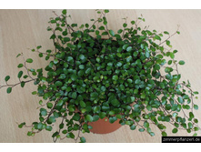 ���������� ��������� �����....