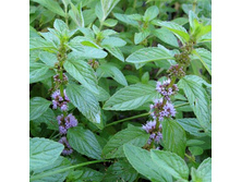 ���� ��������