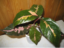 57eaa8465c1ea a3f5aa152a4f254daa472dc3d141482ci-2450.jpg