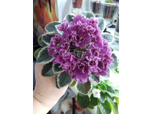 ��� �������� Jolli Frails