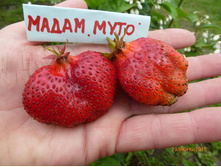 ��������� ����� ����, 80���..jpg