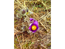 IMG 20170422 132029.jpg