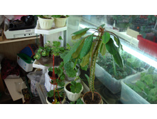 ������� �������������