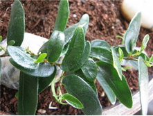 ����� ���� ( ficus punctata "anouk) ......