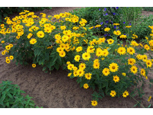 ��������� Summer Sun 120�