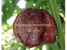 IMG 6899.PNG