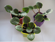 60 ��� �� 1 ��