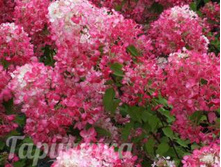 ��������� ����������� ���� ������� (V2-3�.) (������ ����-�������).jpg