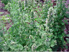 �������� ��������